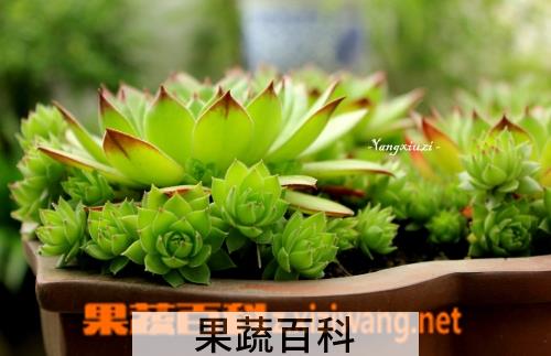 果蔬百科观音莲怎么养 观音莲的养殖方法技巧