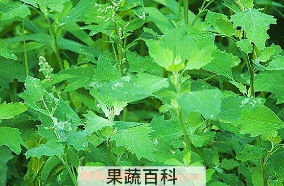 灰菜