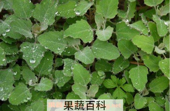 灰菜