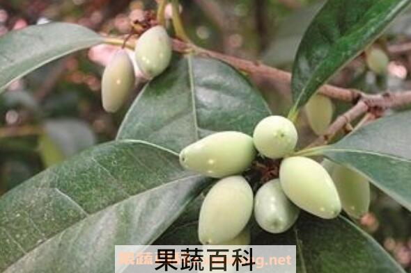 桂花果怎么吃 桂花果如何食用方法