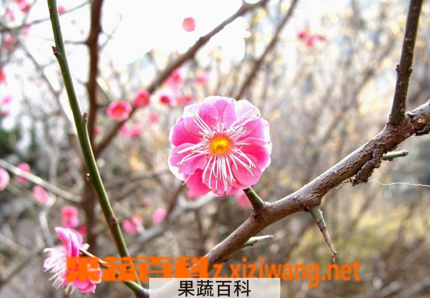 果蔬百科宫粉梅的养护方法