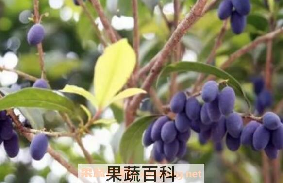 桂花籽如何泡酒 桂花籽泡酒制作方法