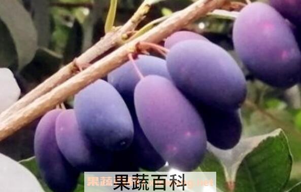 桂花籽如何泡酒 桂花籽泡酒制作方法