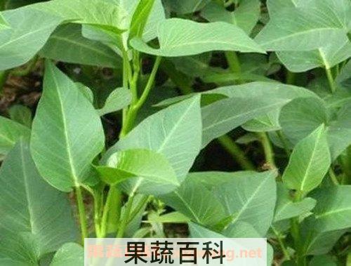 水空心菜