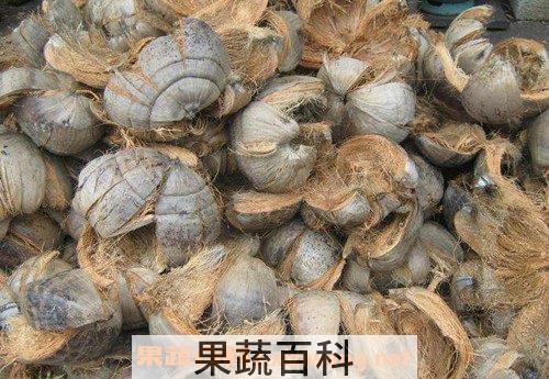 椰子外皮