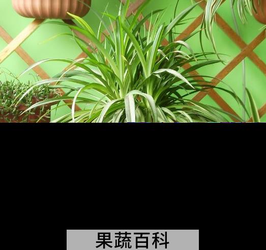 果蔬百科吊兰如何翻盆