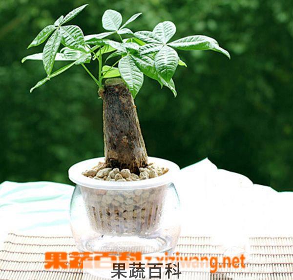 果蔬百科发财树的修剪方法