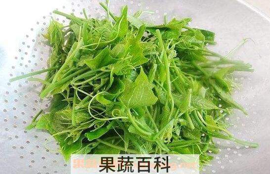 佛手苗可以吃吗 佛手苗怎么炒好吃