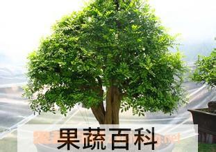 果蔬百科石辣椒盆景养殖及护理