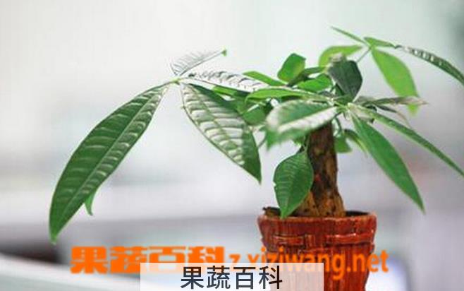 果蔬百科发财树的养殖方法和注意事项