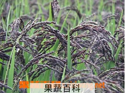 果蔬百科黑米的功效与作用