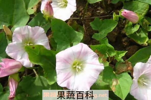 打碗花怎样食用
