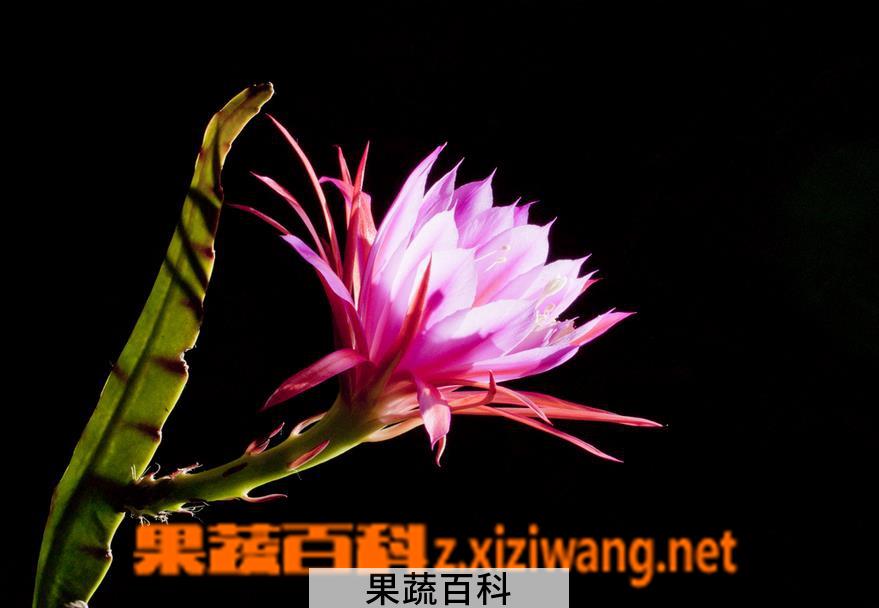 果蔬百科令箭荷花的养殖方法