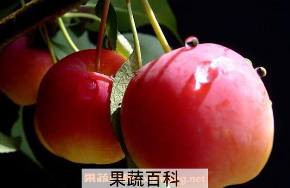 海棠果好吃吗 海棠果怎么吃