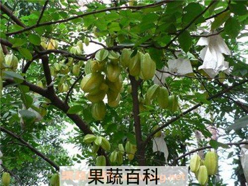 杨桃茶