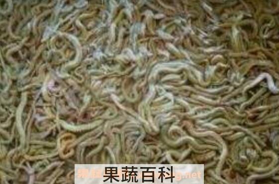 沙蚕的药用价值 沙蚕什么人不能吃