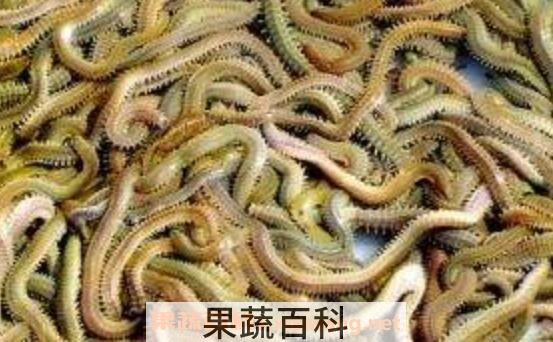 沙蚕的药用价值 沙蚕什么人不能吃