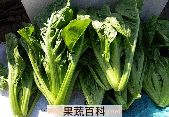 牛皮菜
