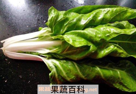 牛皮菜