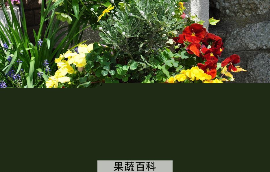 果蔬百科盆栽蝴蝶花怎么养 盆栽蝴蝶花的养殖方法技巧