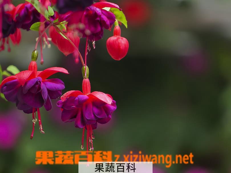 果蔬百科灯笼花的栽培技术和养护方法