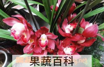 果蔬百科大花蕙兰怎么养