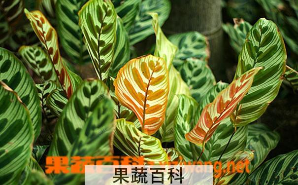 果蔬百科麒麟掌的养殖方法