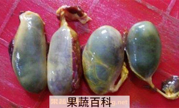猪胆汁膏