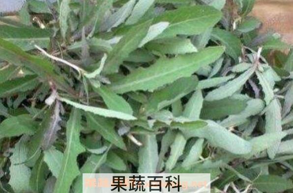 奶酱菜的功效与作用 奶酱菜有副作用吗