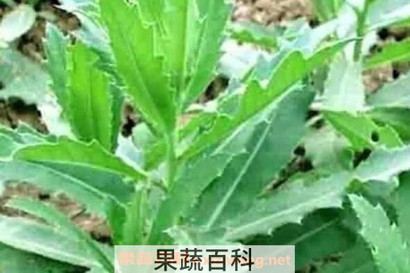 奶酱菜的功效与作用 奶酱菜有副作用吗