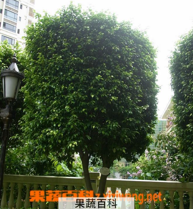 果蔬百科垂叶榕生长习性 垂叶榕的养殖方法技巧