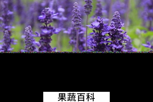 果蔬百科薰衣草的妙用