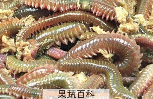 海蜈蚣怎么做好吃 海蜈蚣怎么吃才好吃