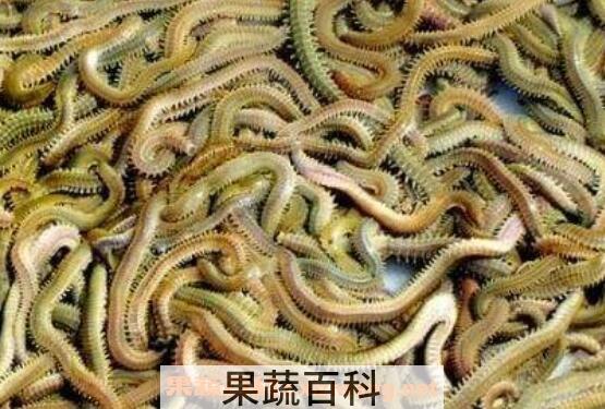 海蜈蚣怎么做好吃 海蜈蚣怎么吃才好吃