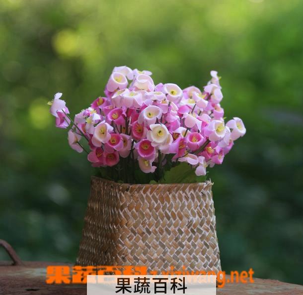 果蔬百科风铃花的栽培养护方法
