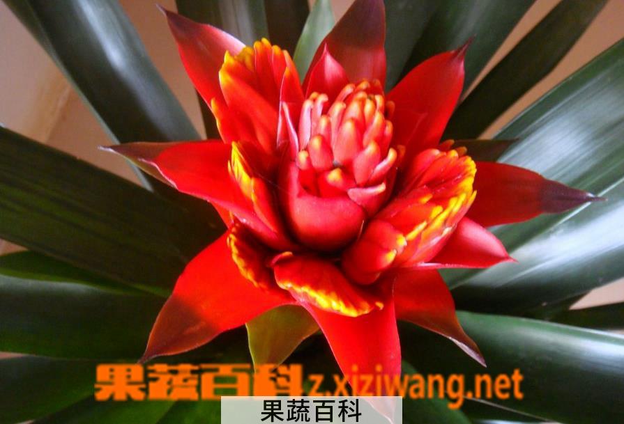 果蔬百科凤梨花怎么养 凤梨花的养殖方法技巧