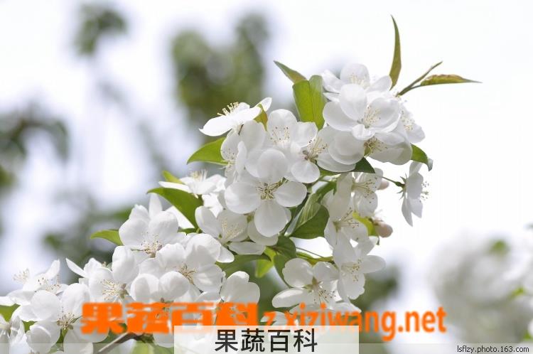 果蔬百科山荆子怎么嫁接茶花