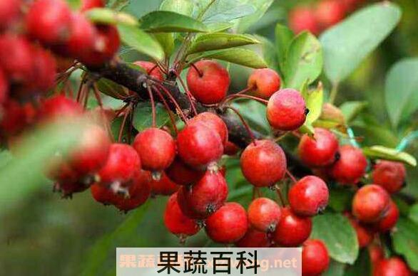 海棠果的功效与作用 吃海棠果的好处