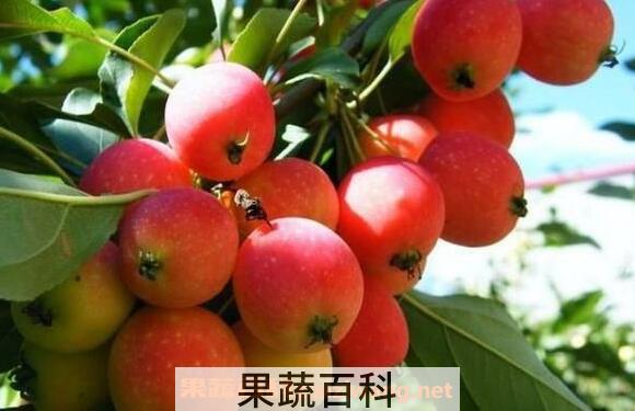 海棠果的功效与作用 吃海棠果的好处