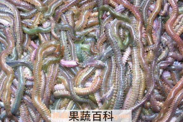 沙蚕的功效与作用 沙蚕的做法
