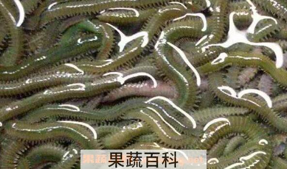 沙蚕的功效与作用 沙蚕的做法