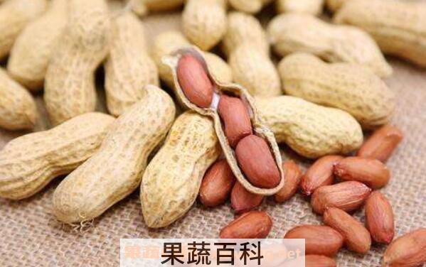花生根怎么吃 花生根的药用价值