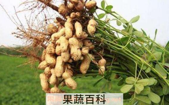 花生根怎么吃 花生根的药用价值