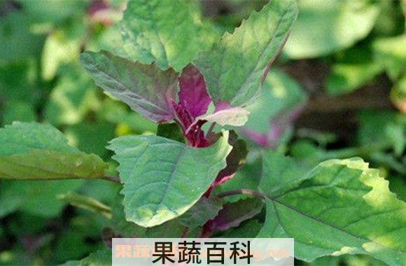 灰菜
