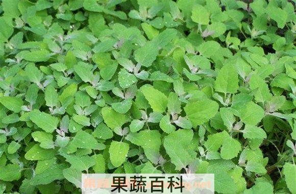 灰菜
