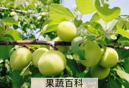 青梅