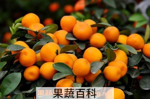 年桔