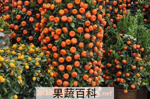 年桔