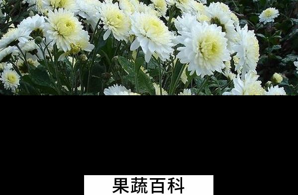 果蔬百科菊花的药用功效与作用