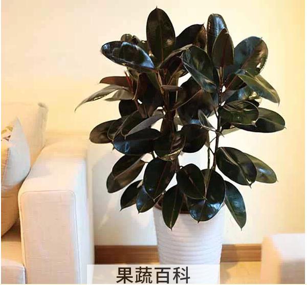 果蔬百科橡皮树的养殖方法和注意事项